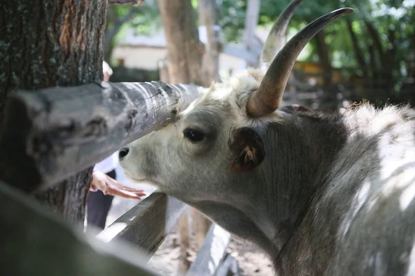 bull mule animals stall behind wooden fence