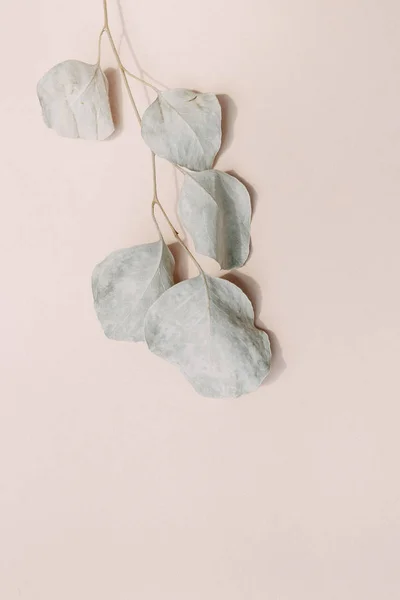 Fond couleur rose eucalyptus branche place vide — Photo