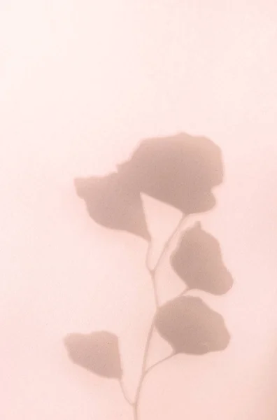 Hintergrund farbig rosa Eukalyptuszweig leeren Ort — Stockfoto