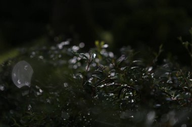 yağmur yeşil yaprakları bitkiler makro sonra damla