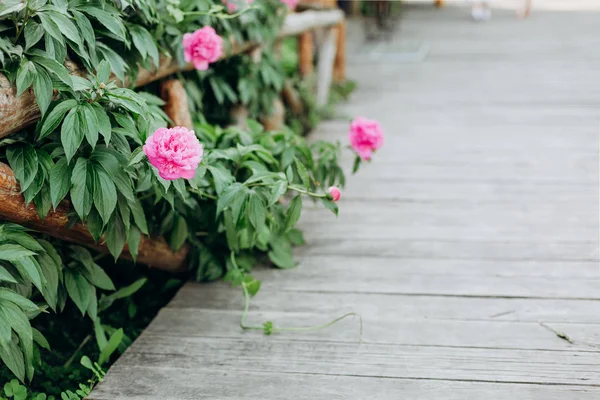 Flowers peony pink outside garden bloomed — Stock Photo, Image