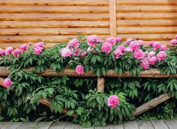 flowers peony pink outside garden bloomed