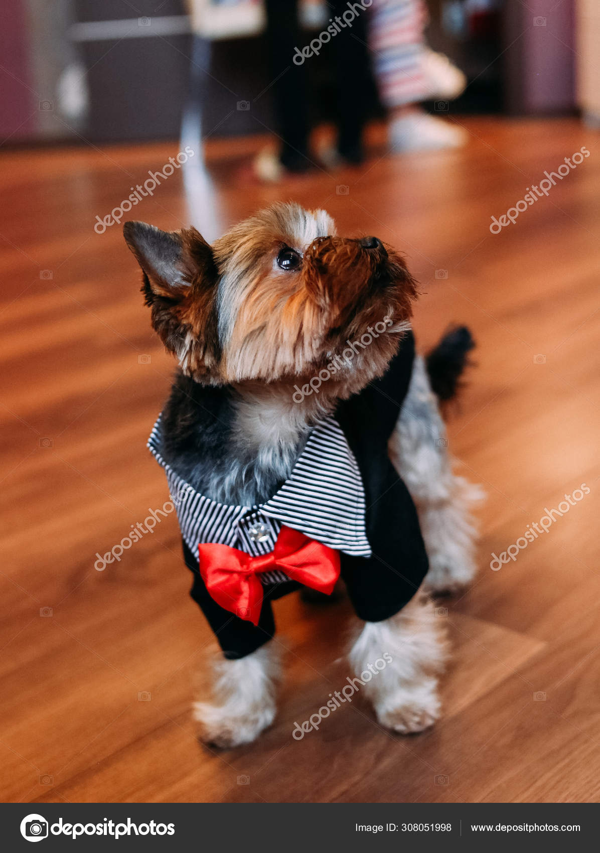 Yorkshire terrier dentro de accesorios ropa con estilo: fotografía de stock yunafoto #308051998 | Depositphotos