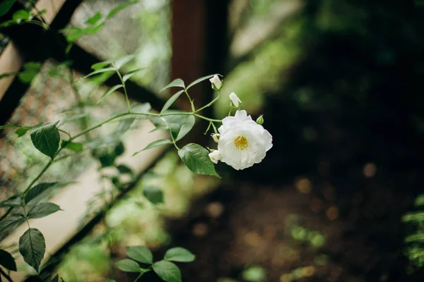 Witte roos bloementuin Bush achter hek — Stockfoto