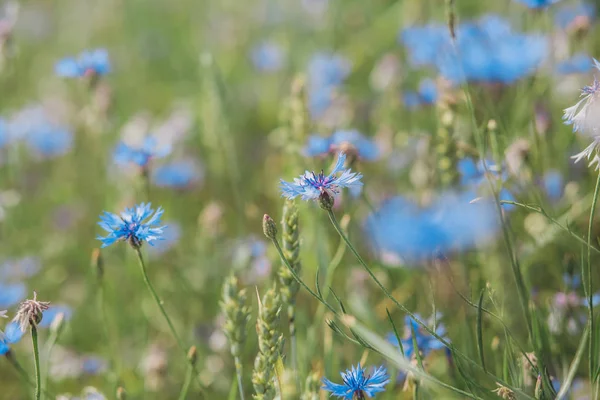 Veld blauwe bloemen korenbloem weide vegetatie seizoen — Stockfoto