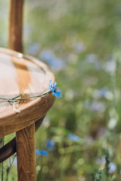 Дерев'яний стілець поле сині квіти волошковий луг — стокове фото