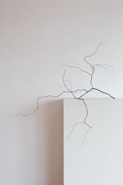 kuru dal dekoratif bükülmüş kıvırcık söğüt standı