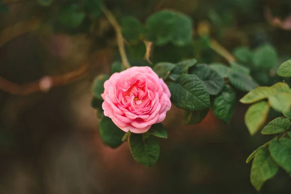 Bloem roze roos plant tuin natuurlijke Bush — Stockfoto
