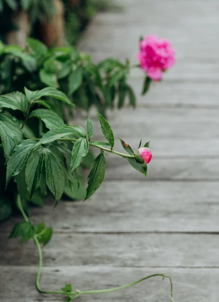 Bloemen Peony roze buiten tuin gebloeid — Stockfoto
