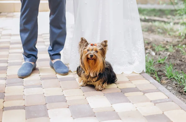 Yorkterrier perro corte de pelo se sienta pies propietarios pareja — Foto de Stock