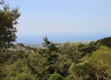 Taşlı dağ bitkileri tropikal iklimleri çalılar