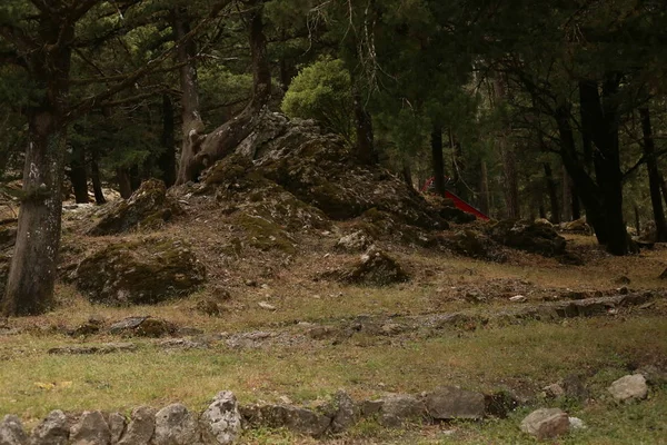 Kamienne góry roślinność drzewa krzewy tropikalne klimaty — Zdjęcie stockowe