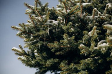 yeşil ladin ağacı sarkıtlar mavi gökyüzü dalları