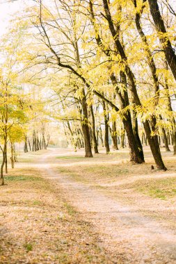 Sonbahar sarı yaprağı kavramsal kız parkına düştü