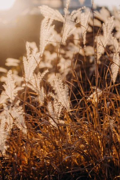 Fluffy grass seeds glow sunset autumn fall — Stock Photo, Image