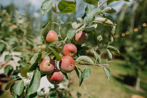Bomen tuin rijp fruit oogst seizoen zomer — Stockfoto