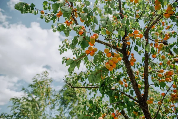 Bomen tuin rijp fruit oogst seizoen zomer — Stockfoto