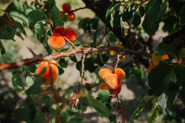 Árboles jardín frutos maduros cosecha temporada verano — Foto de Stock