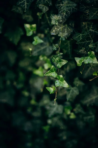 Rocío gotas verdes hojas tropicales hiedra fuera — Foto de Stock