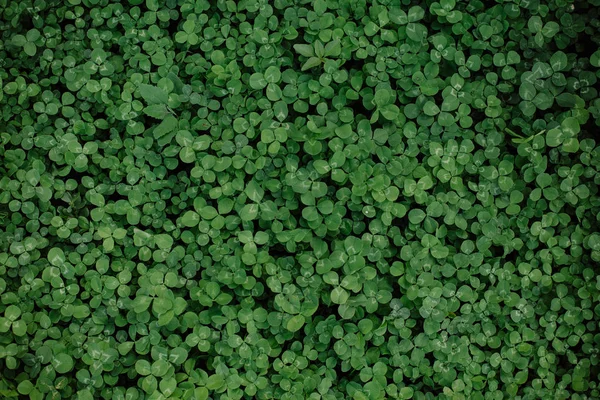 Trébol verde claro hierba fondo hojas alfombra —  Fotos de Stock