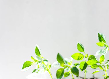 Çevre dostu bir serada yetişen doğal ürün serası