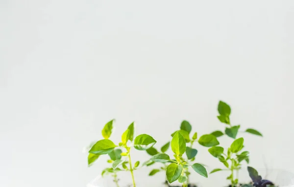 Produit Naturel Verdure Poussant Dans Une Serre Écologique — Photo