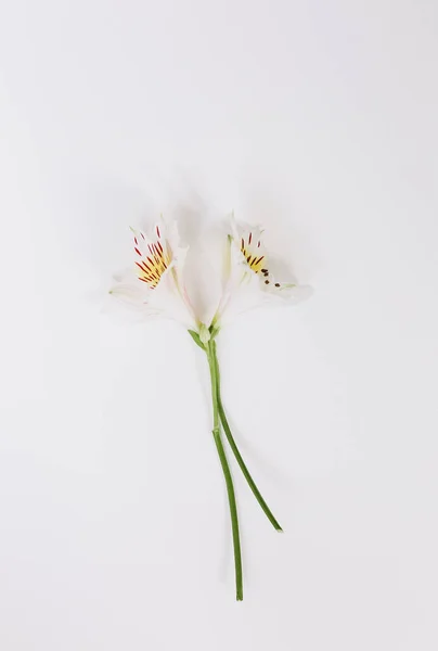 Mooie Feestelijke Bloemen Een Witte Achtergrond Ansichtkaart Voor Vrouwen — Stockfoto