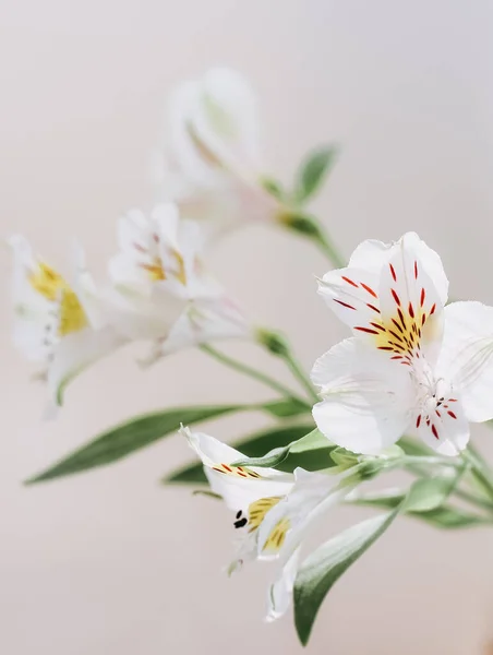Красиві Святкові Квіти Білому Фоні Листівка Жінок — стокове фото