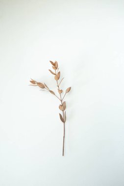 Dikenli kuru dal beyaz arkaplan görünümünde izole