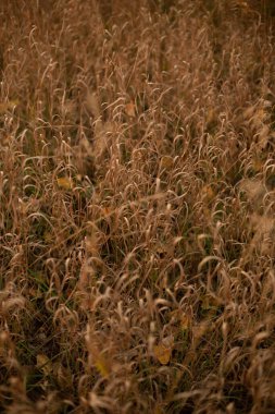 Uzun çayır çimenleri Tohumları yakın Olgun bulanık