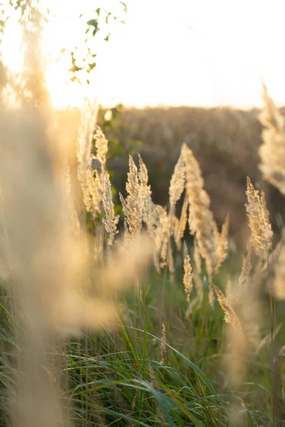 Tall Meadow Grass Close Seeds Mature Blurred — Stock Photo, Image
