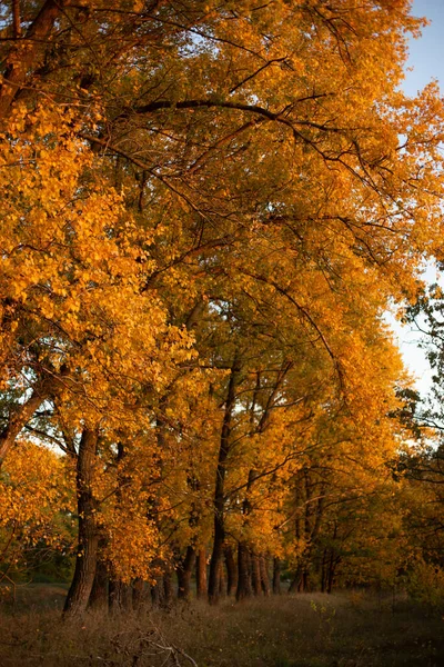 Árboles Amarillos Bosque Otoño Temporada Hojas Caídas —  Fotos de Stock