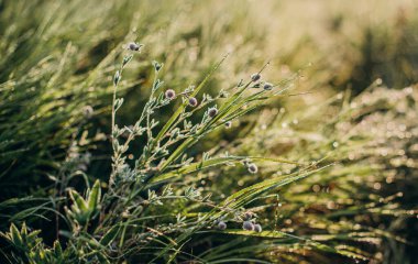 Çayırdaki çiy taneleri sabah taze ve şafak vakti