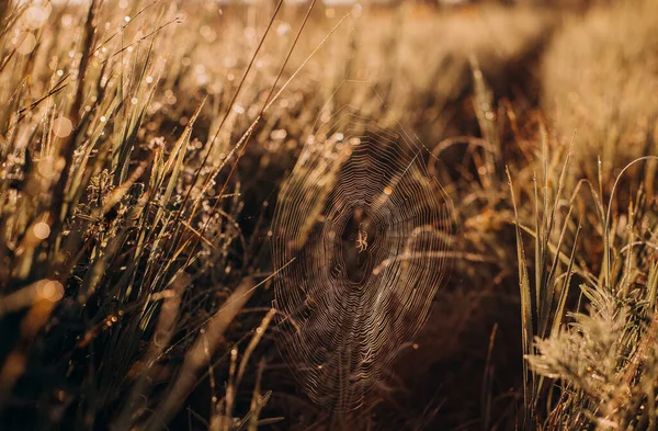 Tela Araña Hierba Sobre Una Puesta Sol Pradera Fondo Amarillo — Foto de Stock