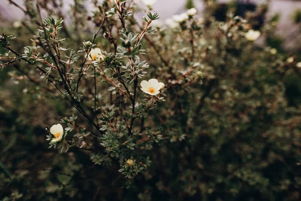 Witte Wilde Bloemen Buiten Weide Vegetatie Zomerseizoen — Stockfoto