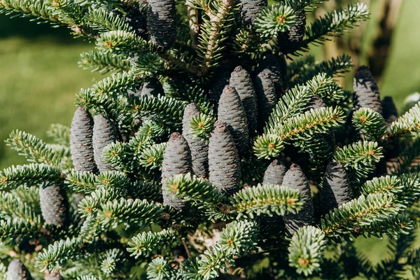 Cones Verdes Abeto Iluminado Pelo Sol Brilhante — Fotografia de Stock