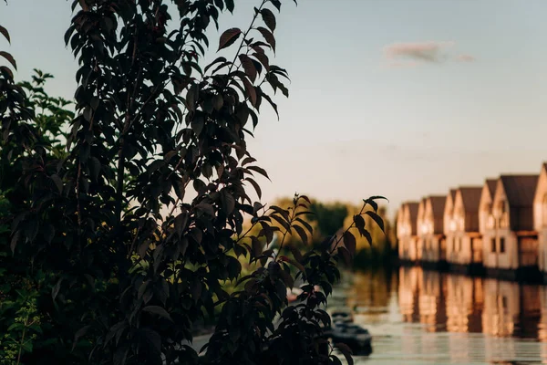 Ramas Árboles Verdes Fondo Zona Privada Ecoturismo Fuera Limpieza Naturaleza — Foto de Stock