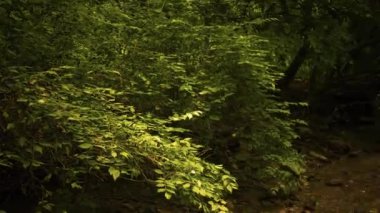 Yakın bir tatlı su sığ - sepya sürümü büyümüş bitki örtüsü