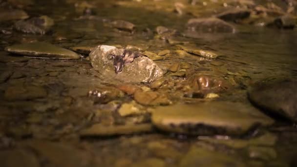 Locked Shot Freshwater Shallow Creek Sepia Version — Stock Video