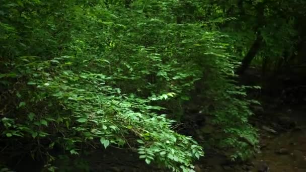 Bewachsene Vegetation Der Nähe Eines Flachen Süßwasserbaches — Stockvideo