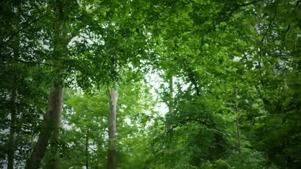 Panning Dossel Para Riacho Água Doce Uma Área Floresta Espessa — Vídeo de Stock