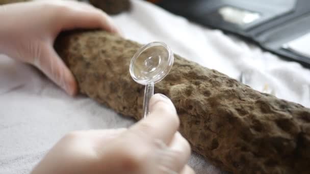 一个古生物学家在放大镜下看 Stigmaria Lepidodendron 化石根 — 图库视频影像