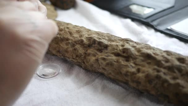 Ein Paläontologe Bürstet Schmutz Von Einer Fossilen Wurzel Der Stigmaria — Stockvideo