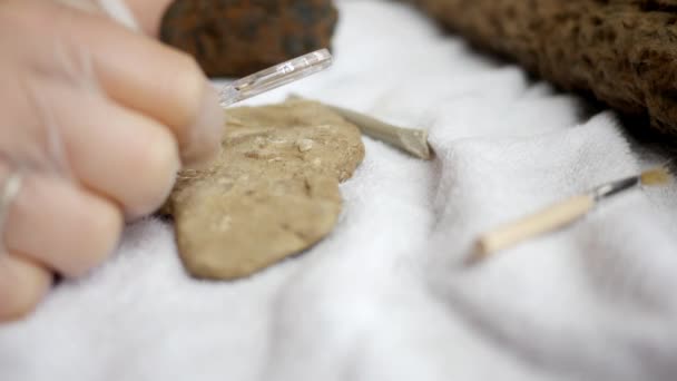 Paleontólogo Observa Fóssil Braquiópode Mucrospirifer Lupa — Vídeo de Stock