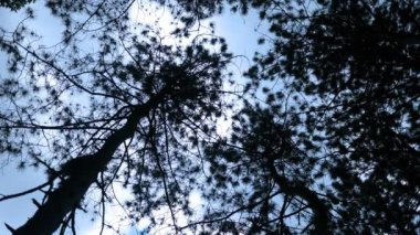 Kozalaklı ağaçlar, orman bira bir fırtınada üzerinden seyir