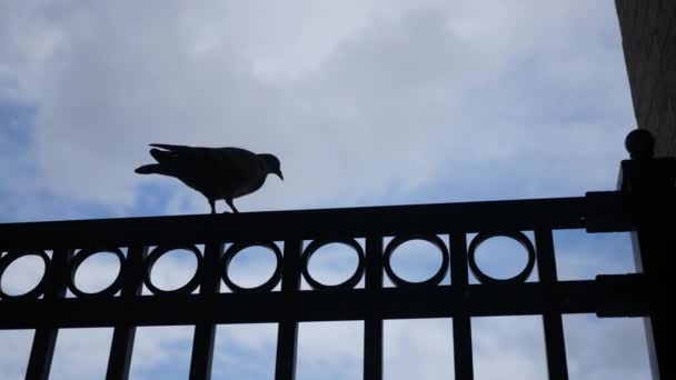 Sebuah Siluet Gelap Burung Terhadap Latar Belakang Langit Cerah — Stok Video