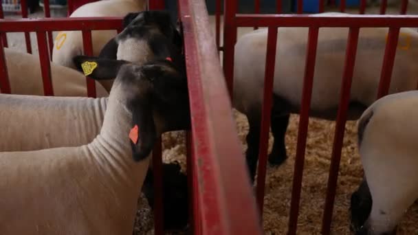 Schafe Und Lämmer Stall Der Kreismesse — Stockvideo