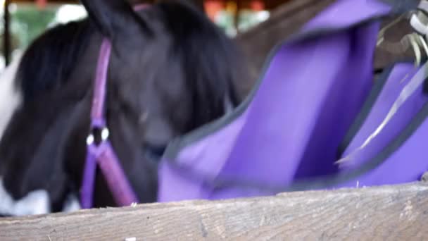 Funny Horse Eats Straw Camera Ranch Stall — Stock Video