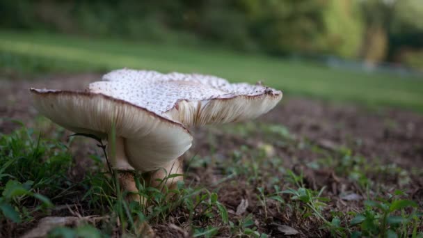 Macrolepiota Ficana Обыкновенный Гриб Заднем Дворе — стоковое видео