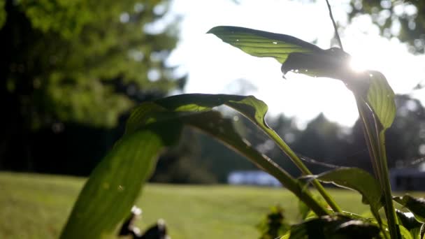 Primer Plano Hosta Amante Sombra Patio Trasero Suburbano Finales Verano — Vídeo de stock